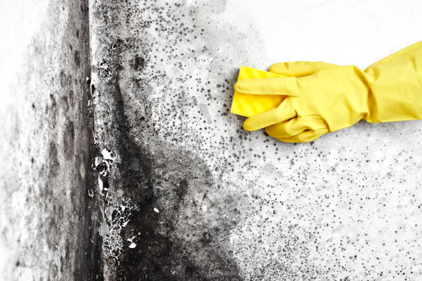 Best Real Estate Mold Inspection  in Marion, IL